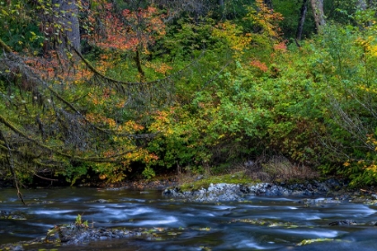 Picture of VINE MAPLE IN AUTUMN OVER THE NORTH FORK OF SILVER CREEK AT SILVER FALLS STATE PARK NEAR SUBLIMITY