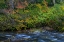 Picture of VINE MAPLE IN AUTUMN OVER THE NORTH FORK OF SILVER CREEK AT SILVER FALLS STATE PARK NEAR SUBLIMITY