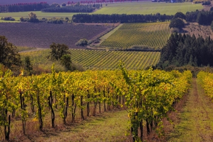 Picture of VINEYARDS AT YAMHILL VALLEY VINEYARDS NEAR MCMINNVILLE-OREGON-USA