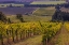 Picture of VINEYARDS AT YAMHILL VALLEY VINEYARDS NEAR MCMINNVILLE-OREGON-USA
