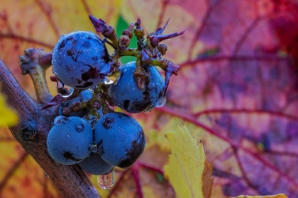 Picture of RIPE PINOT NOIR GRAPES ON THE VINE AT YAMHILL VALLEY WINERY IN MCMINNVILLE-OREGON-USA