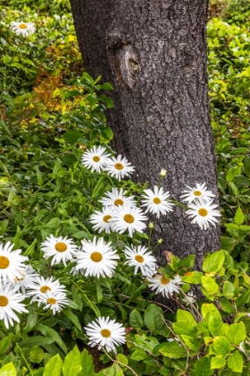 Picture of USA-OREGON-YACHATS PLANTINGS