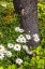 Picture of USA-OREGON-YACHATS PLANTINGS