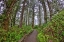 Picture of USA-OREGON-YACHATS CAPE PERPETUA