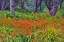 Picture of USA-OREGON-YACHATS PLANTINGS