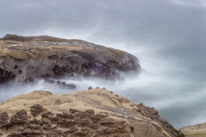 Picture of USA-OREGON-COOS BAY SHORE ACRES STATE PARK AND THE COAST