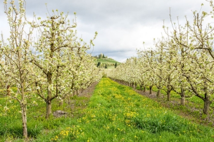 Picture of HOOD RIVER-OREGON-USA APPLE ORCHARD IN BLOSSOM IN THE FRUIT LOOP AREA