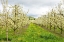 Picture of HOOD RIVER-OREGON-USA APPLE ORCHARD IN BLOSSOM IN THE FRUIT LOOP AREA