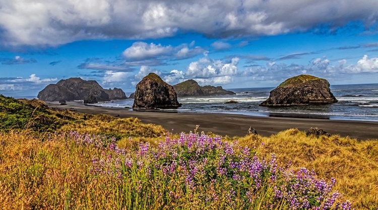 Picture of USA-OREGON-CAPE SEBASTIAN