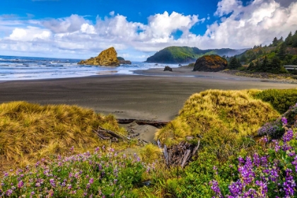 Picture of USA-OREGON-CAPE SEBASTIAN