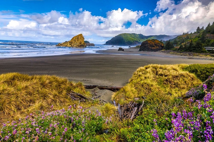 Picture of USA-OREGON-CAPE SEBASTIAN