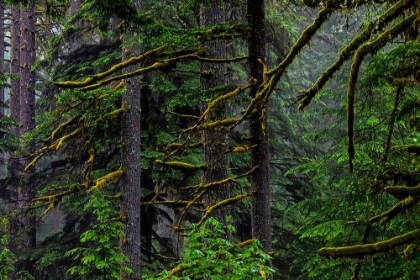 Picture of USA-OREGON-SILVER FALLS STATE PARK