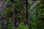 Picture of USA-OREGON-SILVER FALLS STATE PARK