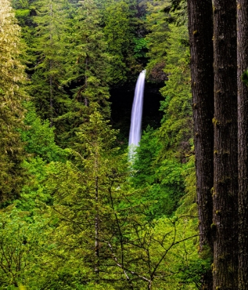 Picture of USA-OREGON-SILVER FALLS STATE PARK-NORTH FALLS