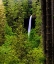 Picture of USA-OREGON-SILVER FALLS STATE PARK-NORTH FALLS