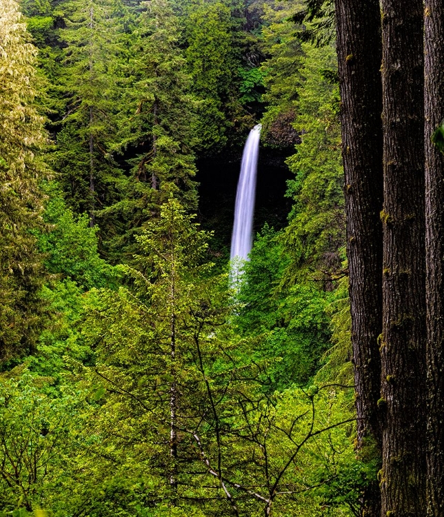 Picture of USA-OREGON-SILVER FALLS STATE PARK-NORTH FALLS