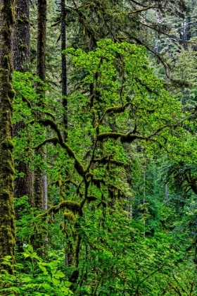 Picture of USA-OREGON-SILVER FALLS STATE PARK