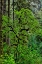 Picture of USA-OREGON-SILVER FALLS STATE PARK