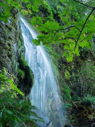 Picture of OREGON-COLUMBIA RIVER GORGE NATIONAL SCENIC AREA-LANCASTER FALLS