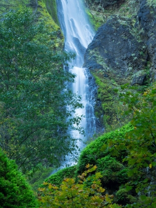 Picture of OREGON-COLUMBIA RIVER GORGE NATIONAL SCENIC AREA-STARVATION CREEK FALLS