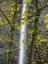 Picture of OREGON-COLUMBIA RIVER GORGE NATIONAL SCENIC AREA-LATOURELL FALLS AND BIG LEAF MAPLE TREES