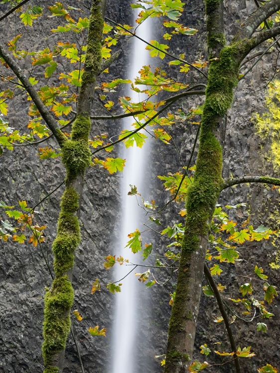 Picture of OREGON-COLUMBIA RIVER GORGE NATIONAL SCENIC AREA-LATOURELL FALLS AND BIG LEAF MAPLE TREES