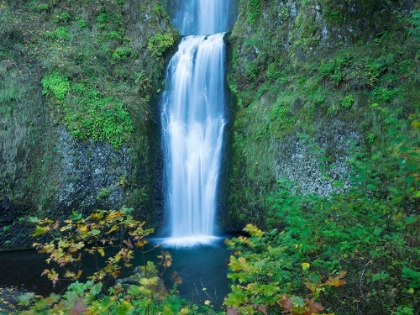 Picture of OREGON-COLUMBIA RIVER GORGE NATIONAL SCENIC AREA-MULTNOMAH FALLS-LOWER