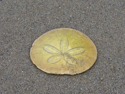 Picture of OREGON-ECOLA STATE PARK-INDIAN BEACH SAND DOLLAR