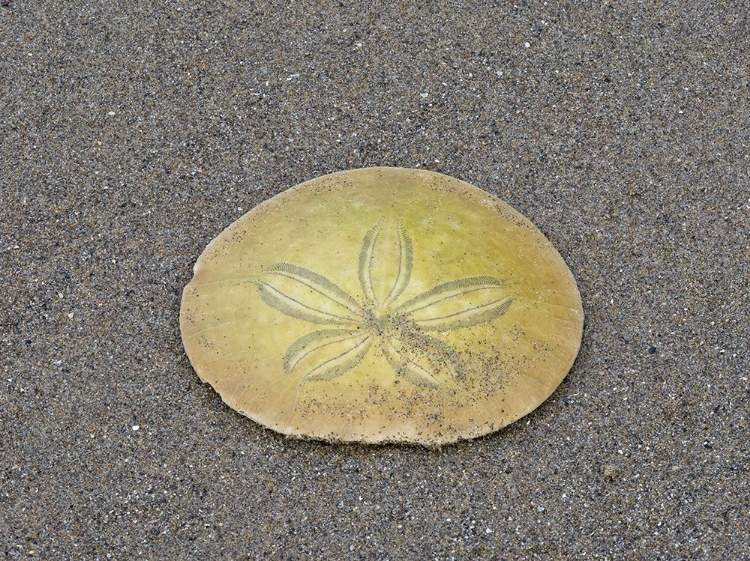 Picture of OREGON-ECOLA STATE PARK-INDIAN BEACH SAND DOLLAR