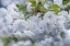Picture of OREGON-HOOD RIVER CHERRY BLOSSOMS