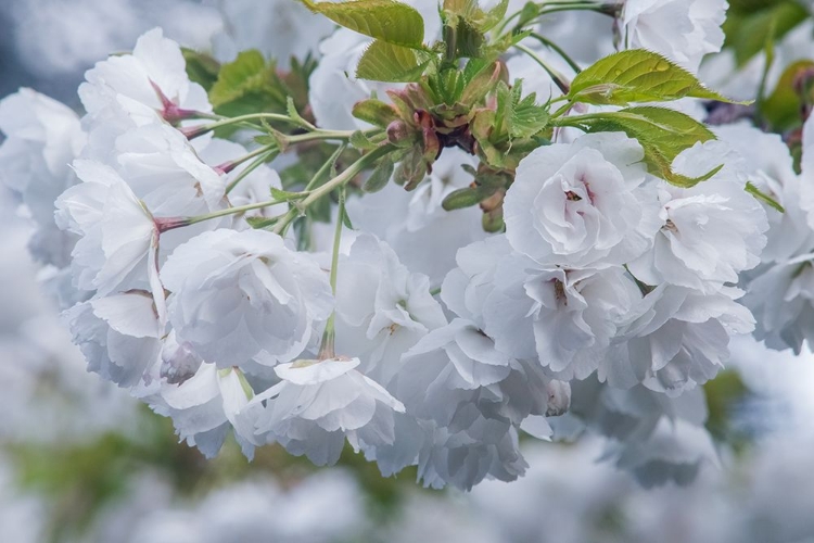 Picture of OREGON-HOOD RIVER CHERRY BLOSSOMS