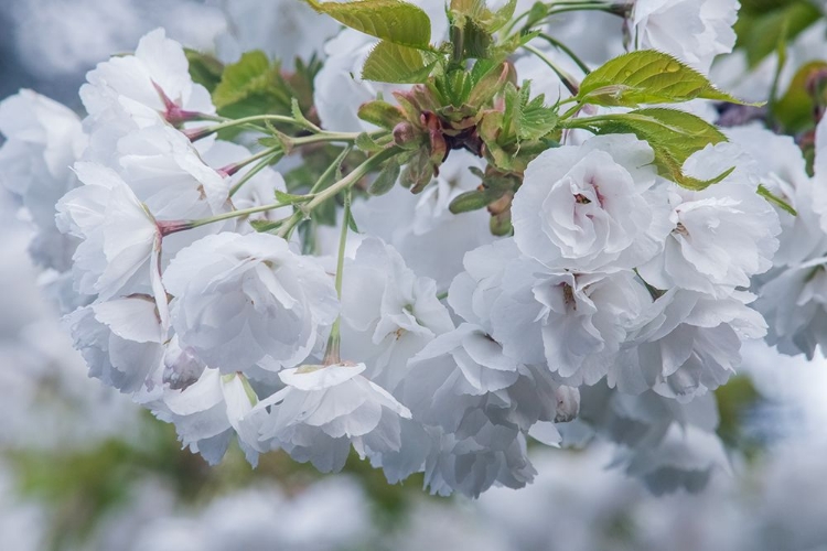 Picture of OREGON-HOOD RIVER CHERRY BLOSSOMS