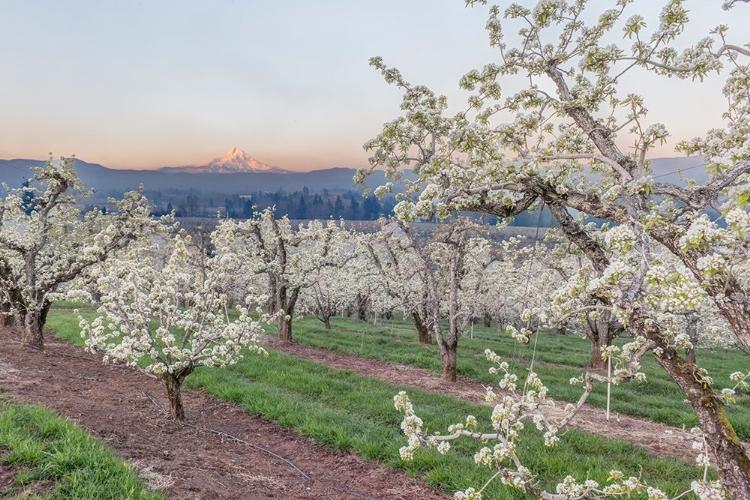 Picture of OREGON-HOOD RIVER CHERRY ORCHARD AND MT HOOD