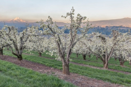 Picture of OREGON-HOOD RIVER CHERRY ORCHARD AND MT HOOD