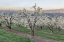 Picture of OREGON-HOOD RIVER CHERRY ORCHARD AND MT HOOD