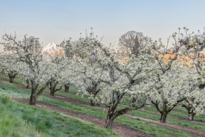 Picture of OREGON-HOOD RIVER CHERRY ORCHARD AND MT HOOD