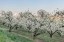 Picture of OREGON-HOOD RIVER CHERRY ORCHARD AND MT HOOD