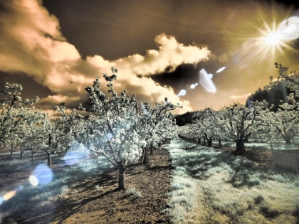 Picture of USA-OREGON-COLUMBIA GORGE INFRARED OF LIGHT REFLECTING IN SPRING APPLE ORCHARD
