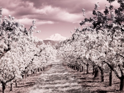 Picture of USA-OREGON-COLUMBIA GORGE INFRARED OF SPRING ORCHARDS AND MOUNT RAINIER