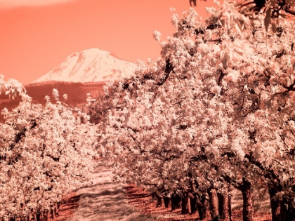 Picture of USA-OREGON-COLUMBIA GORGE INFRARED OF SPRING ORCHARDS AND MOUNT RAINIER