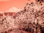 Picture of USA-OREGON-COLUMBIA GORGE INFRARED OF SPRING ORCHARDS AND MOUNT RAINIER