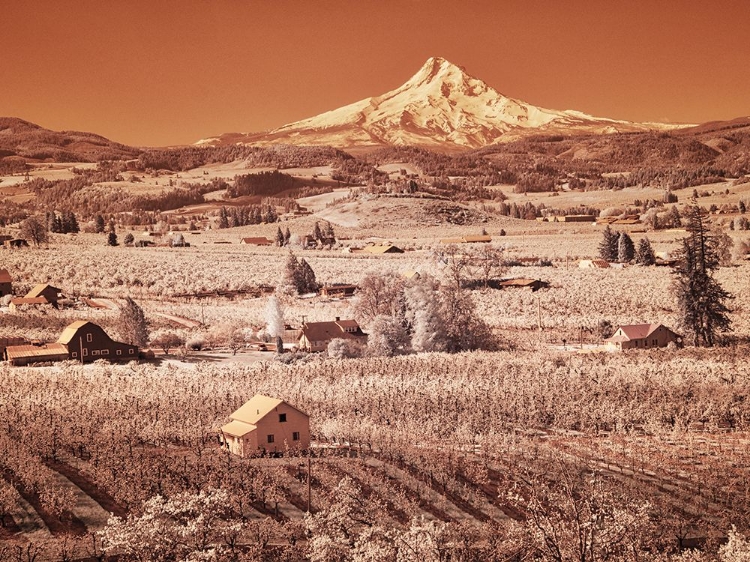 Picture of USA-OREGON-COLUMBIA GORGE INFRARED OF SPRING ORCHARDS IN BLOOM AND MOUNT HOOD
