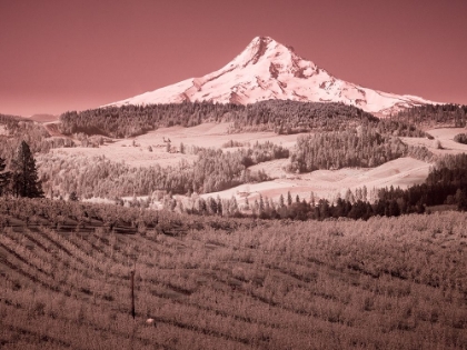 Picture of USA-OREGON-COLUMBIA GORGE INFRARED OF SPRING ORCHARDS IN BLOOM AND MOUNT HOOD