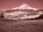 Picture of USA-OREGON-COLUMBIA GORGE INFRARED OF SPRING ORCHARDS IN BLOOM AND MOUNT HOOD