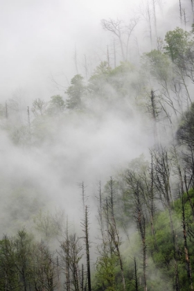 Picture of FOG DRIFTING THROUGH BLACK BURNED TREES ON MOUNTAIN SIDE-GREAT SMOKY MOUNTAINS NATIONAL PARK