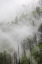 Picture of FOG DRIFTING THROUGH BLACK BURNED TREES ON MOUNTAIN SIDE-GREAT SMOKY MOUNTAINS NATIONAL PARK