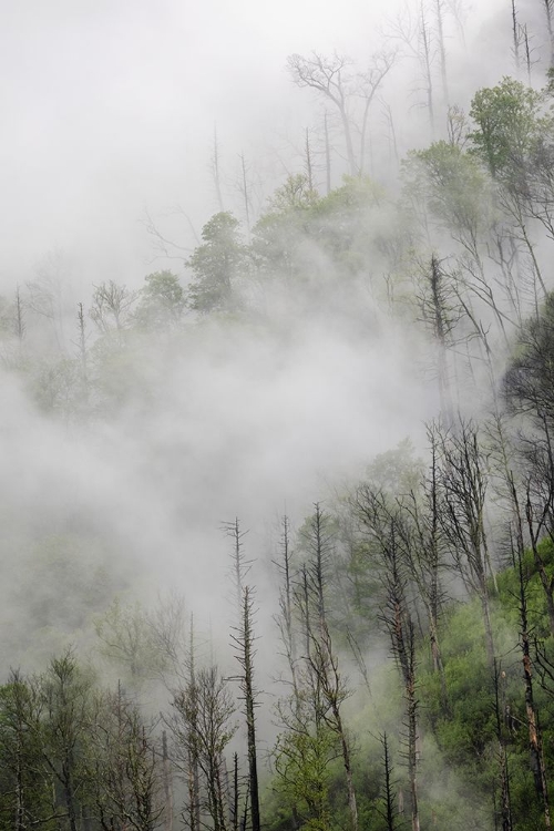 Picture of FOG DRIFTING THROUGH BLACK BURNED TREES ON MOUNTAIN SIDE-GREAT SMOKY MOUNTAINS NATIONAL PARK