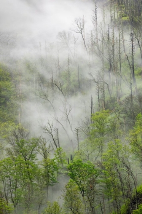 Picture of FOG DRIFTING THROUGH BLACK BURNED TREES ON MOUNTAIN SIDE-GREAT SMOKY MOUNTAINS NATIONAL PARK