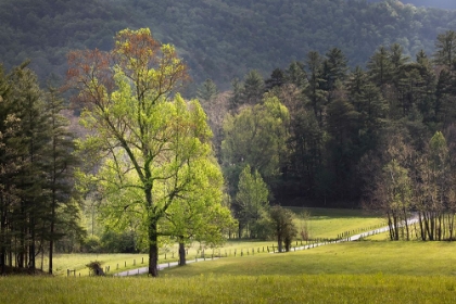 Picture of LOOP ROAD THROUGH CADES COVE PASSING BENEATH TREES-GREAT SMOKY MOUNTAINS NATIONAL PARK