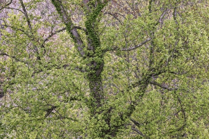 Picture of PATTERN OF SPRING LEAVES AND TREE BRANCHES-CADES COVE-GREAT SMOKY MOUNTAINS NATIONAL PARK-TENNESSEE